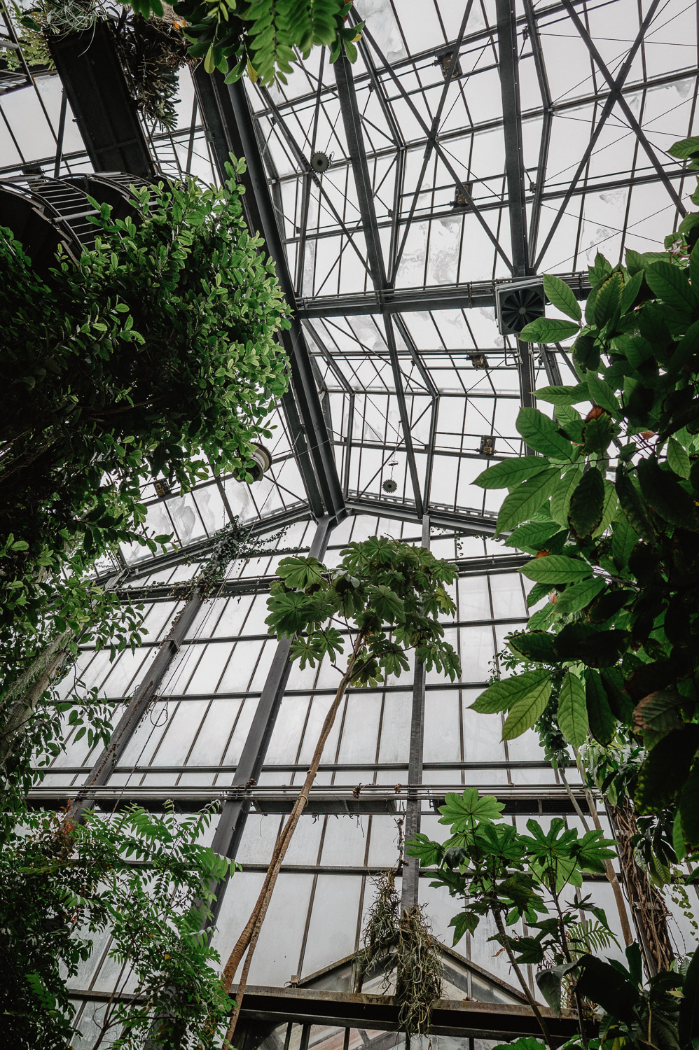 Blick in das hohe Glasdach des Regenwaldhauses