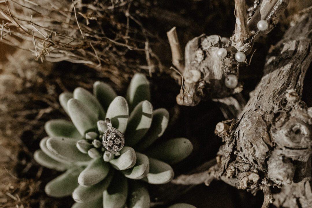 Sukkulenten als Dekoration beim Getting Ready