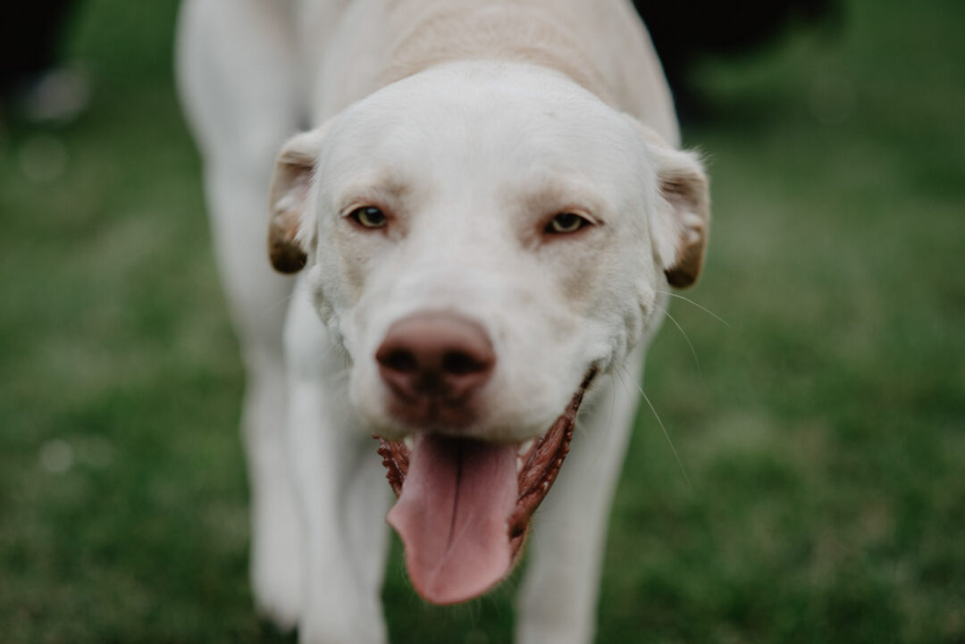 Weißer Hund mit heraushängender Zunge auf Hochzeitswiese