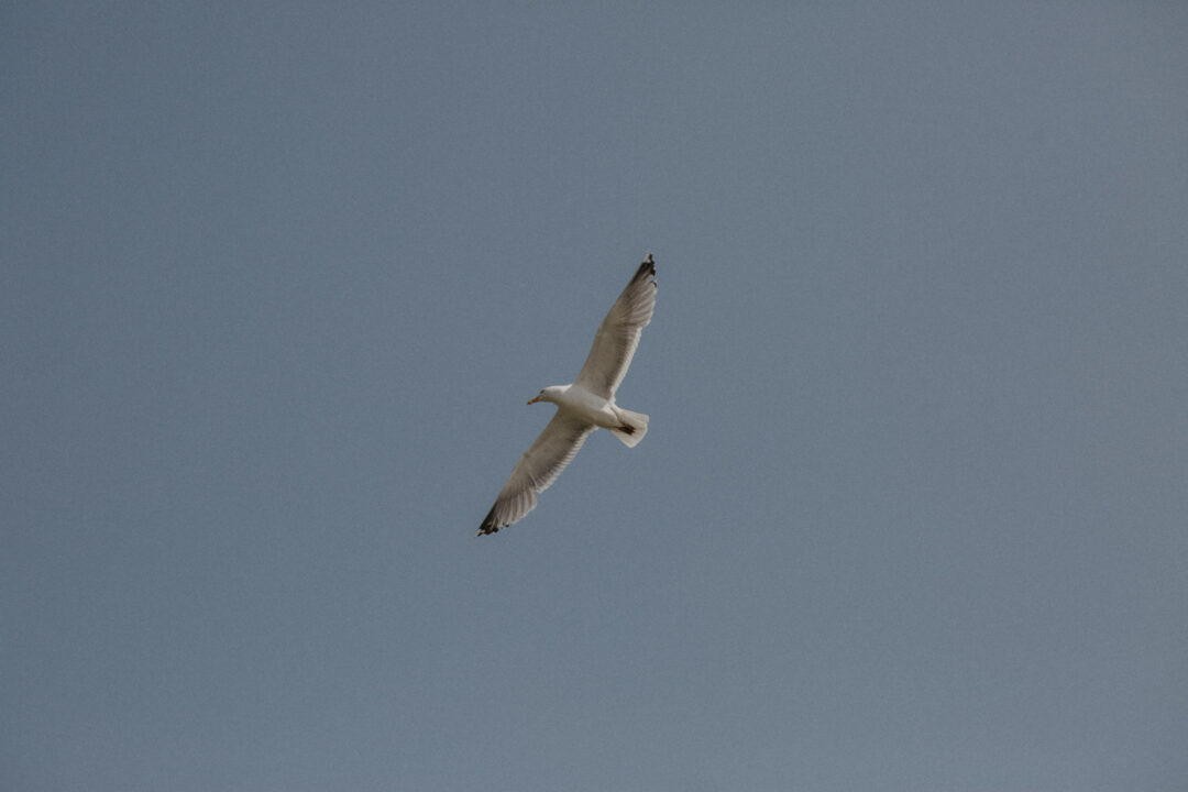 Möwe fliegt über den Himmel an der Küste