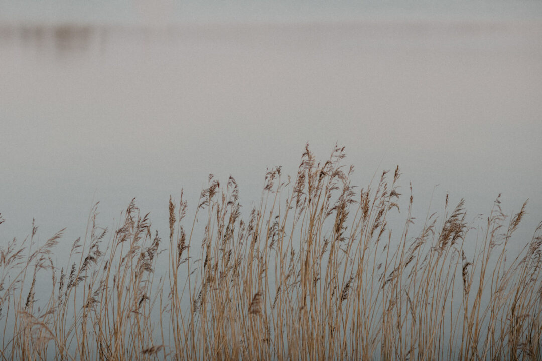 Sanftes Schilf bewegt sich im Wind am Ufer