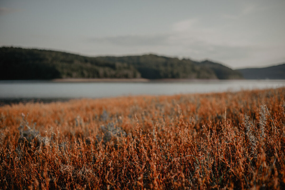 Herbstliches Gras am Ufer des Sorpesees